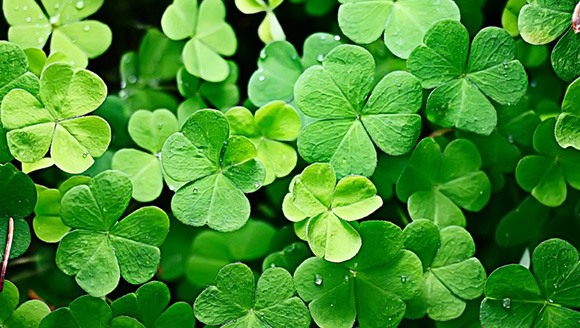 Shamrock 